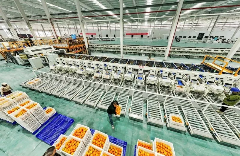 Steel Structure Agricultural Processing Plant Construction